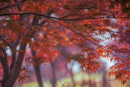 紅楓
