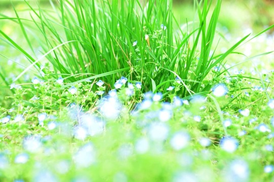 公園草坪