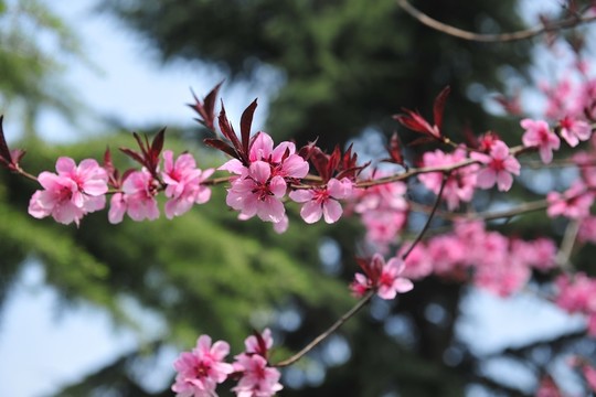 桃花