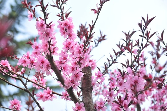 高清桃花