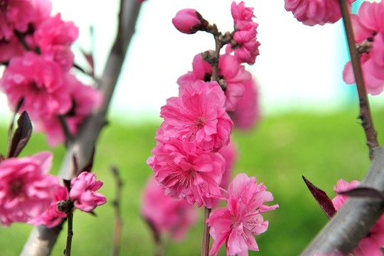 桃花