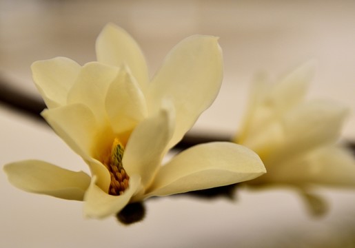 白玉蘭