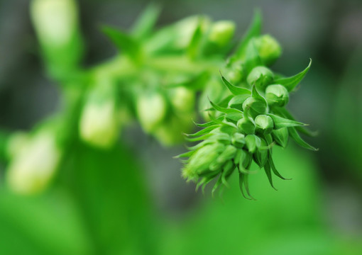植物花蕾高清特寫