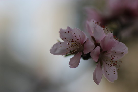 桃花