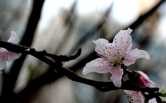 桃花