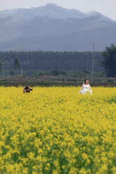惠州觀音閣油菜花基地