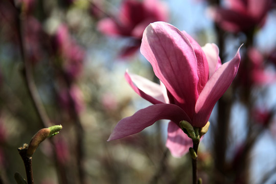 紫色玉蘭花