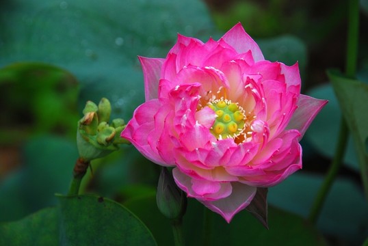 紅嬌 荷花