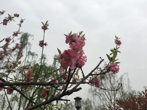 桃花高清攝影