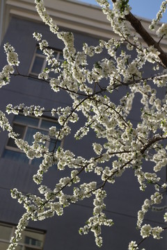 開(kāi)花的櫻桃李樹(shù)