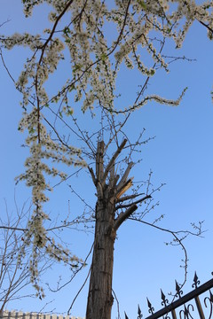 枯樹新花