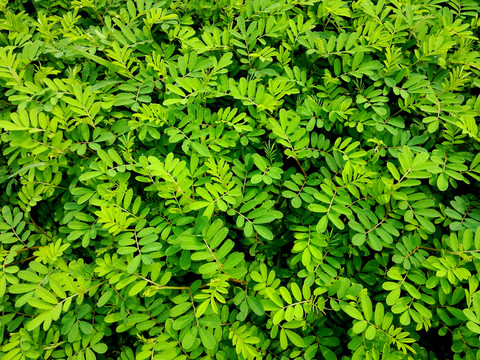 綠色植物