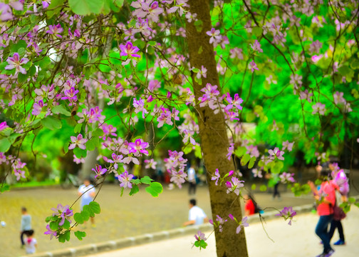 春暖花開紫荊花