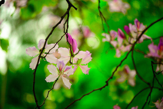 紫荊花