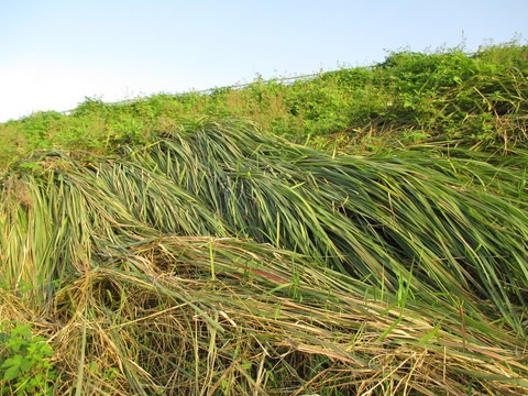 漢江江堤水草