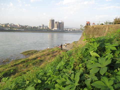 漢江江堤水草