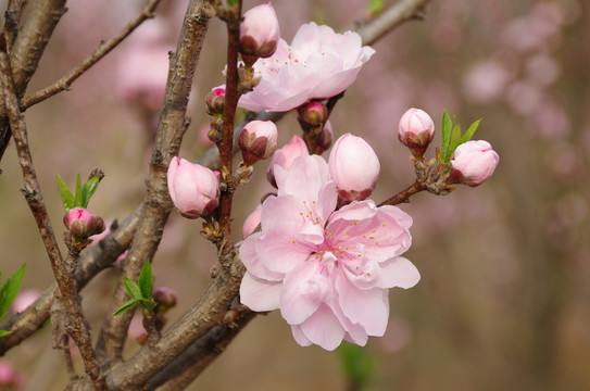 桃花初綻
