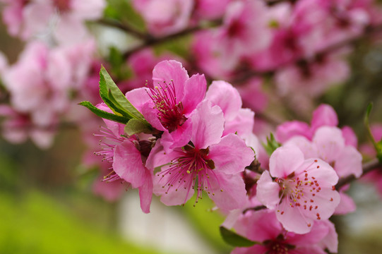公園桃花艷