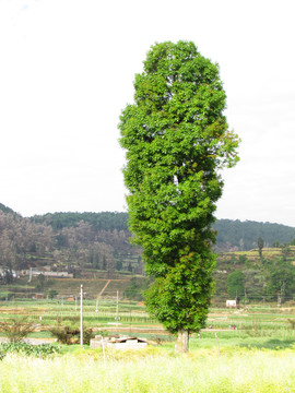 一棵黃連木