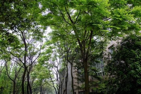 綠色校園