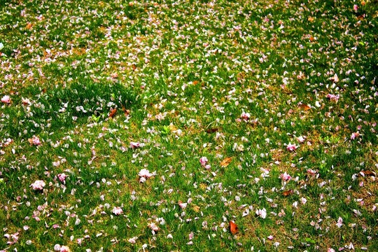 櫻花雨