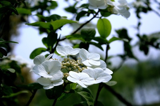 瓊花