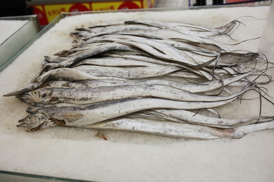 帶魚