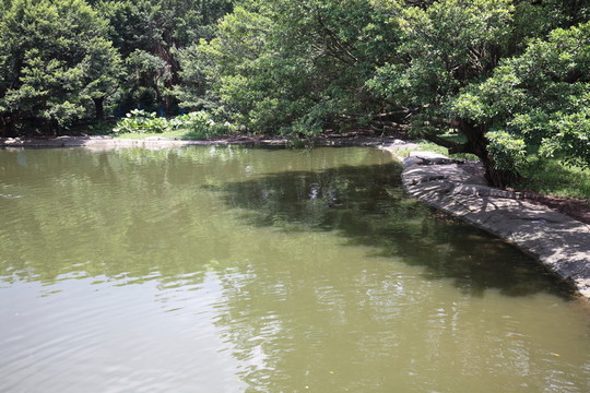 廣州鱷魚公園
