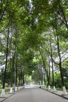 林蔭道