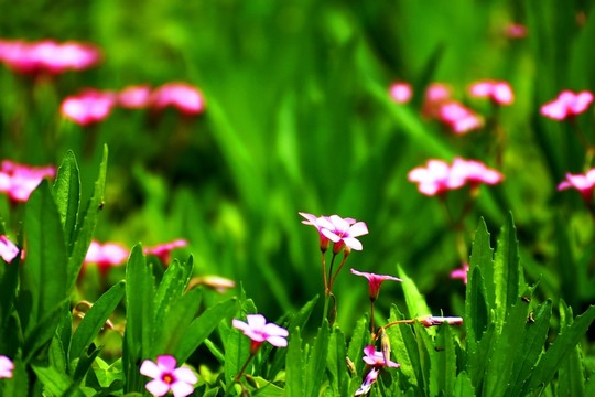 三葉草