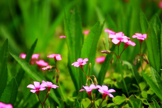 三葉草