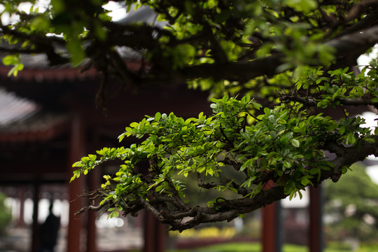 樹葉