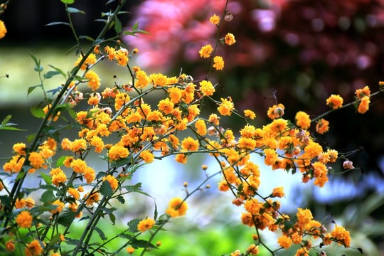 海棠花
