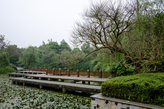 校園小路