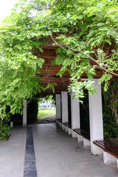 校園小路
