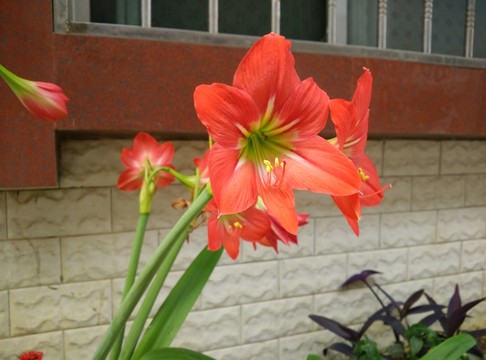 朱頂紅