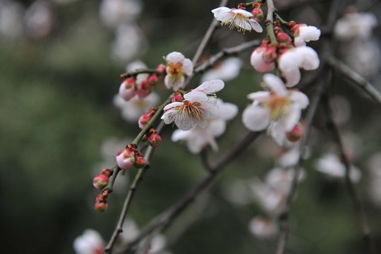 白色花 杏花