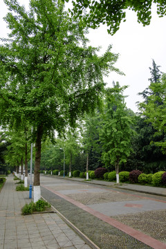林蔭道