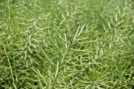 農(nóng)作物 油菜