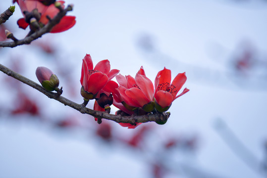 木棉花
