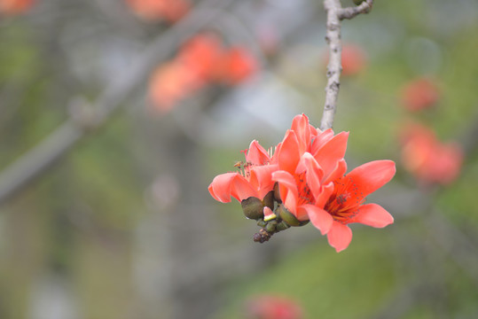 木棉花