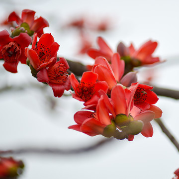 木棉花
