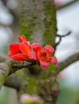 木棉花