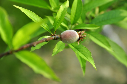 樹枝上的小桃子
