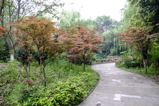 校園里的小路