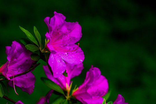杜鵑花