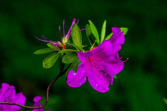 杜鵑花