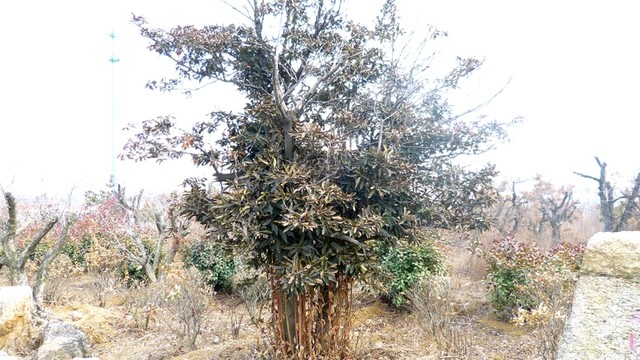 樹