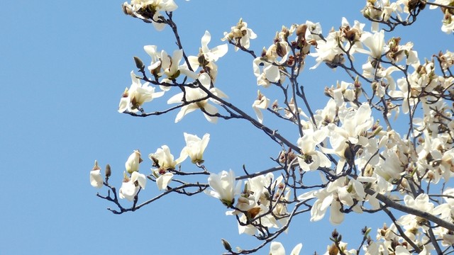 白玉蘭 白色花