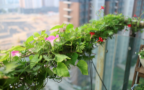花草